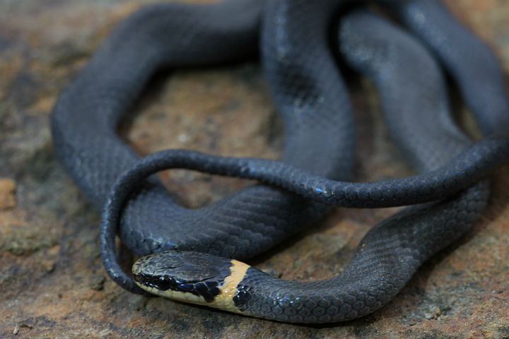 Ringneck Snake